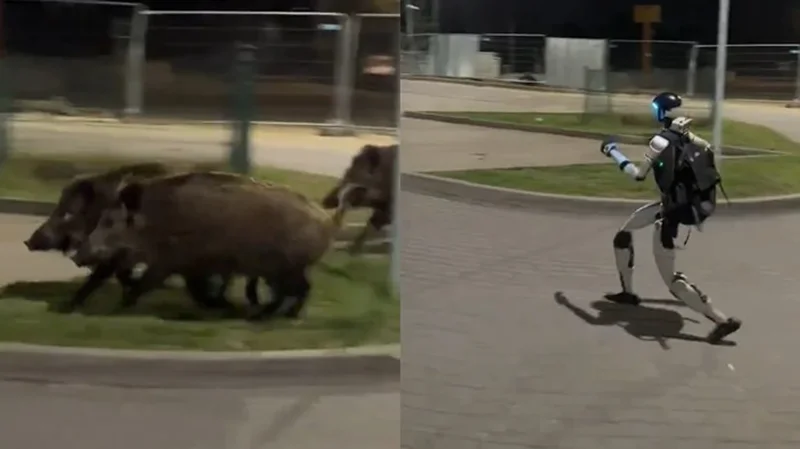 e-pazakonte-ne-poloni-roboti-humanoid-ndjek-nje-tufe-derrash-te-eger