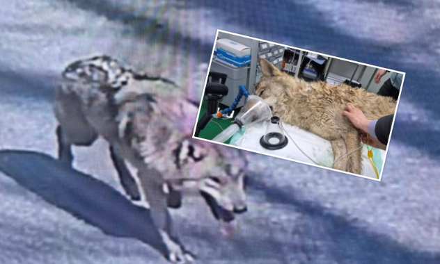 E zunë pas nëntë ditësh ujkun që u arratisur nga kopshti zoologjik në Korenë e Jugut