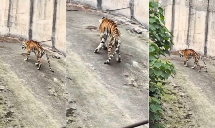 Zemërim për trajtimin mizor të tigrit në kopshtin zoologjik në Kinë