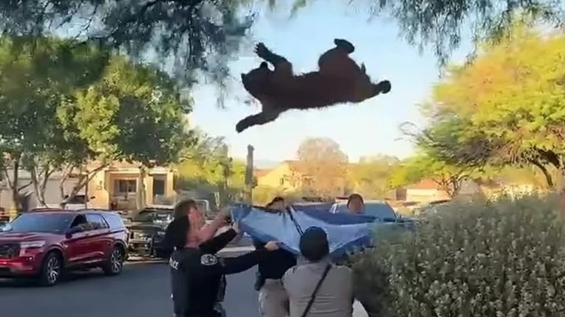 Ariu i egër ngjitet në pemë pranë një shtëpie në Arizona, ndërhyjnë autoritetet