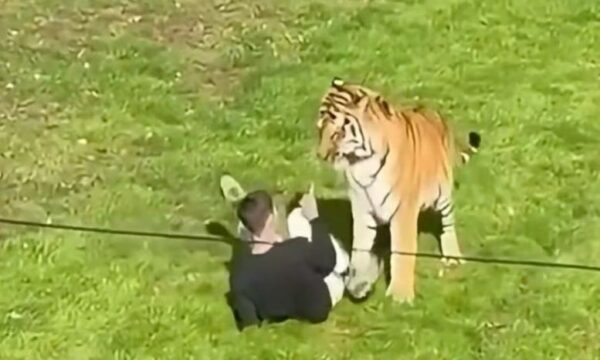 tragjedi-ne-mbreterine-e-bashkuar-nje-burre-vdes-pasi-mbeti-i-mbyllur-ne-nje-kafaz-me-tigra
