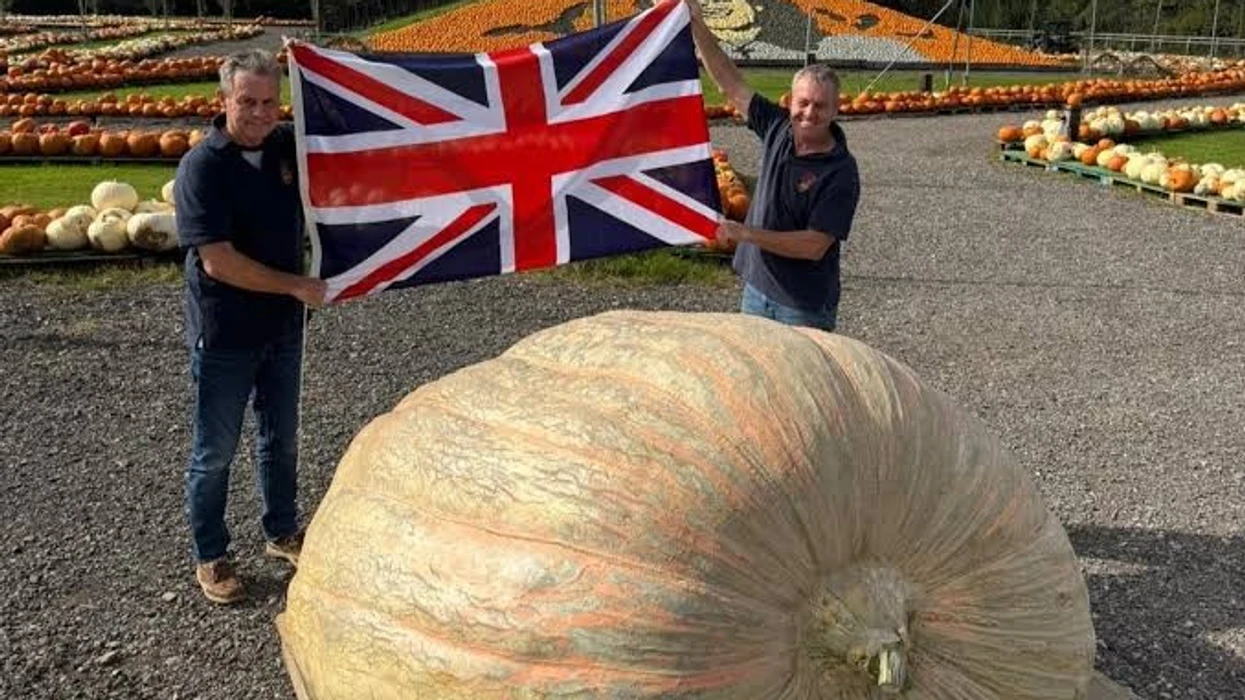 nje-kungull-sa-pesha-e-hipopotamit-kultivuesi-britanik-thyen-rekordin-e-ri-boteror
